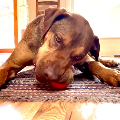 Squeak Ball - Durable Squeaky Dog Toy, Floats, Chew Toy | USA Made