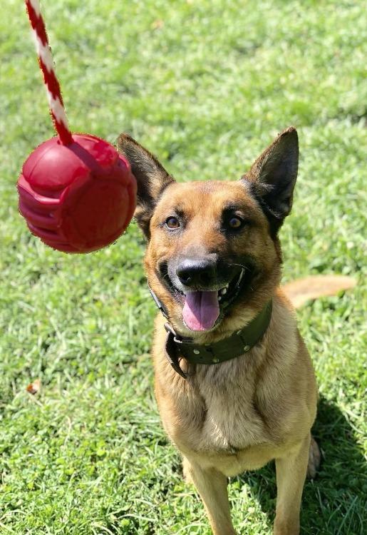 USA-K9 Stars and Stripes Rubber Dog Toy | K9 Handler Reward Toy | Red | USA Made