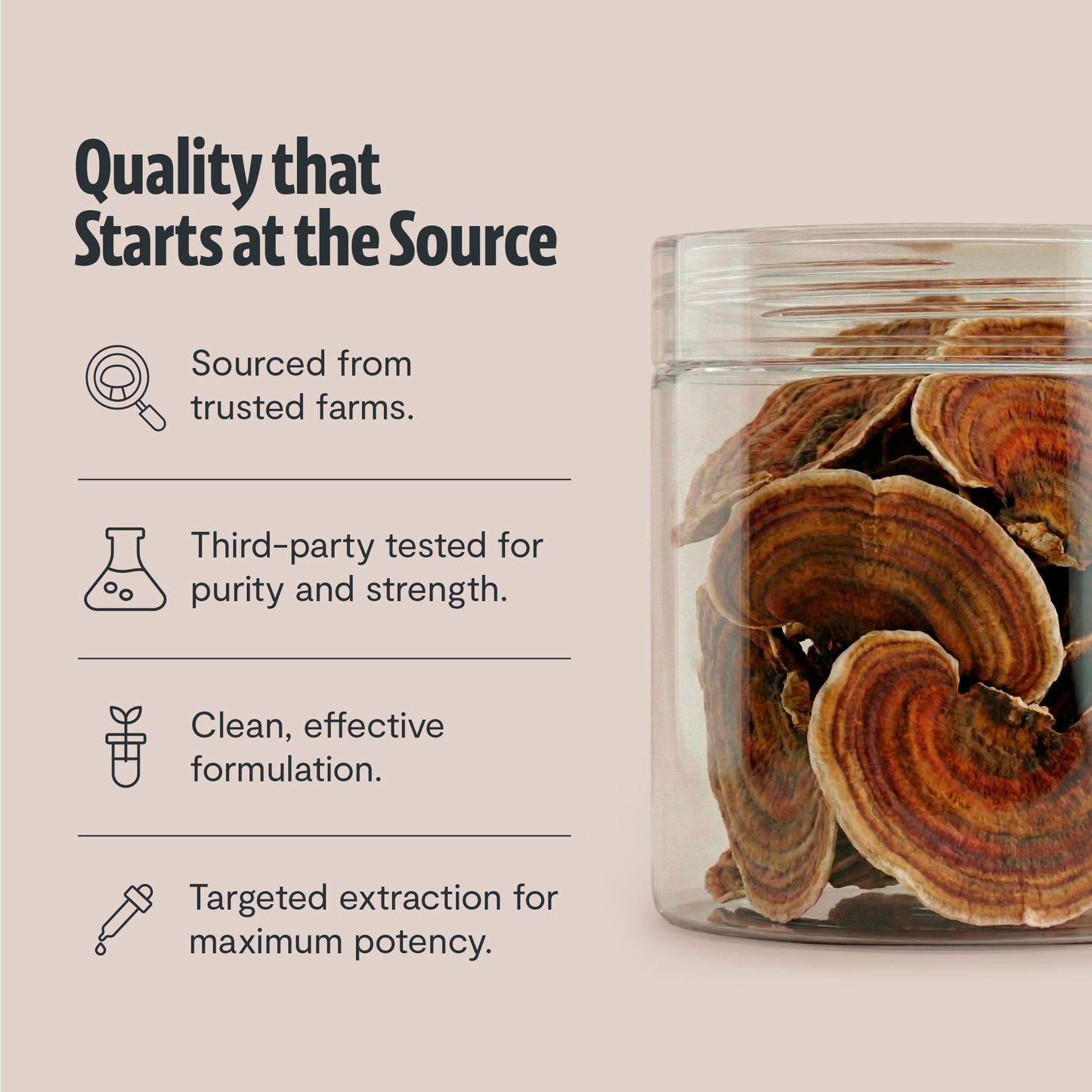 Organic Turkey Tail Mushroom Powder