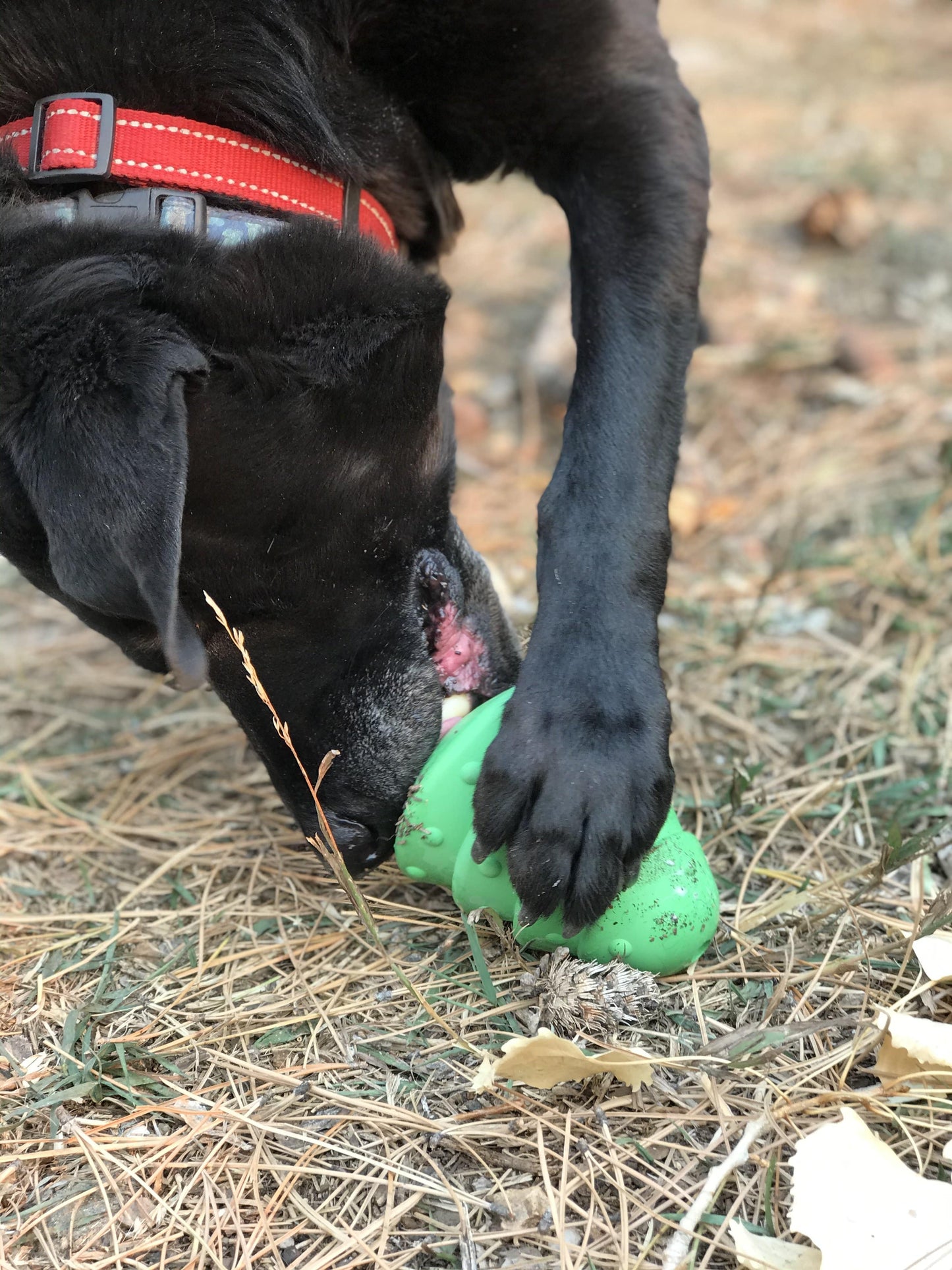 Christmas Tree Dog Toy - Durable Rubber Chew Toy for Large Dogs | USA Made